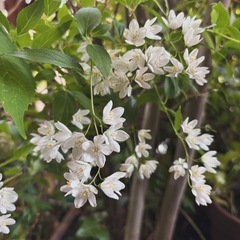 山野草　ヒメウツギ、　アイビー　鉢植えの画像
