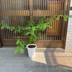 サンショ　実付き