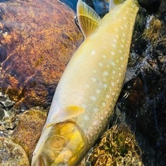十勝管内で渓流釣り友達募集