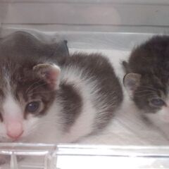 1か月の子猫です