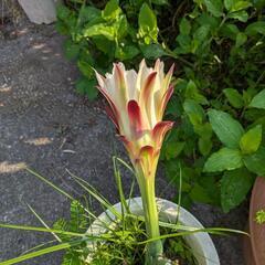 花付き柱サボテン