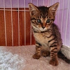 アメショみたいな可愛い子猫💕2ヶ月
