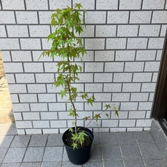 紅葉　モミジ