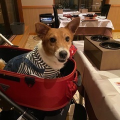 ジャックラッセルくん - 犬