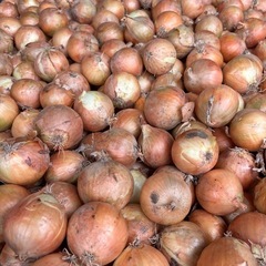 笠岡産　玉ねぎ