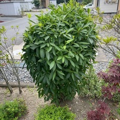 数種類の庭木の画像