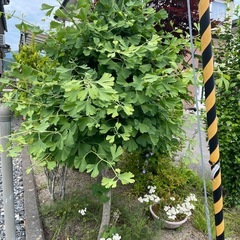 数種類の庭木の画像