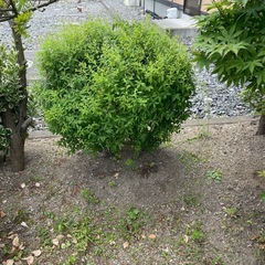 数種類の庭木の画像