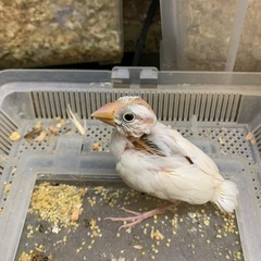 この時期超めずらしく白文鳥の雛です1羽だけですみません6,…