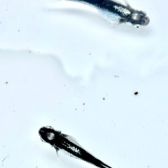 天鵞絨メダカ稚魚10匹の画像