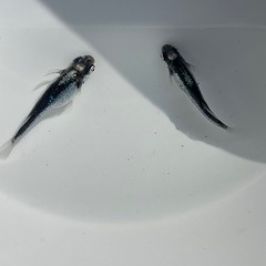 天鵞絨メダカ稚魚10匹の画像