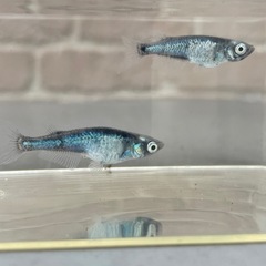 天鵞絨メダカ稚魚10匹の画像