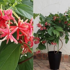 インドシクンシ（印度使君子）の花植物を探しています