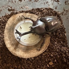 カブトムシ　　飼育セットの画像