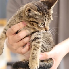 《フフ》ヘソ天ゴロゴロの甘えん坊🐈