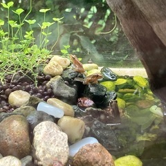 カエル3匹