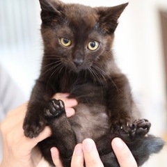 《スス》控えめでおっとりな女の子🐈‍⬛