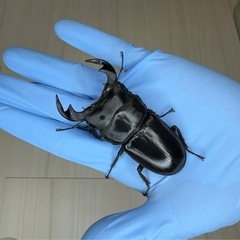 オオクワガタ、ヒラタクワガタ、ノコギリクワガタ、の画像