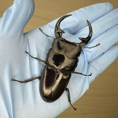 オオクワガタ、ヒラタクワガタ、ノコギリクワガタ、の画像