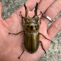 オオクワガタ、ヒラタクワガタ、ノコギリクワガタ、の画像