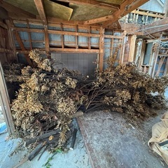 生木2
