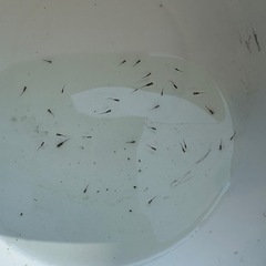 メダカ稚魚　サボラメの画像