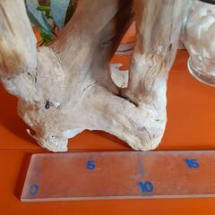 西海岸風流木の置物　贈答用　プレゼントにもの画像