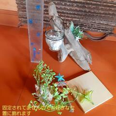 西海岸風流木の置物　贈答用　プレゼントにもの画像