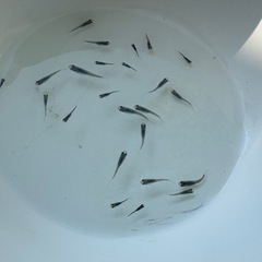 メダカ稚魚　深海の画像