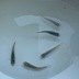 ランキングキーワードに紐づく投稿画像-メダカ