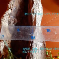 西海岸風流木の置物　プレゼント　贈答用にもの画像