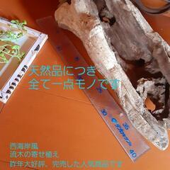 西海岸風流木の置物　プレゼント　贈答用にもの画像