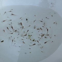 メダカ稚魚　3色ラメ体外光の画像