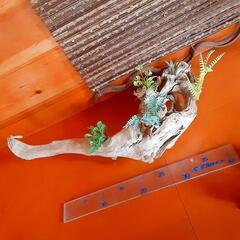 西海岸風流木の置物　プレゼント　贈答用にもの画像