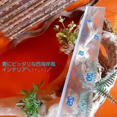 西海岸風流木の置物　プレゼント　贈答用にもの画像