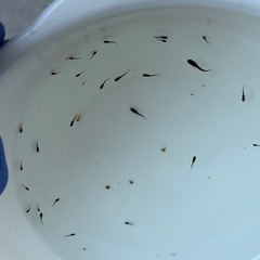 メダカ稚魚　黒天幻龍の画像