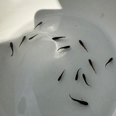 メダカ稚魚　サタンヒレ長の画像