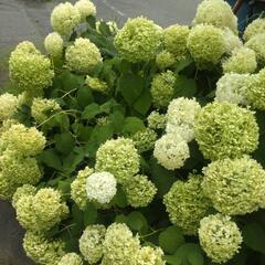 紫陽花　アナベル　ドライフラワー用の画像