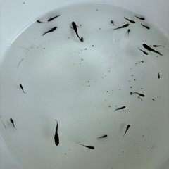 メダカ稚魚　阿形の画像