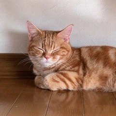 里親募集中⭐️茶虎🐈