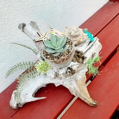 西海岸風流木の置物　プレゼント　贈答用にの画像