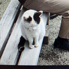 身近な日本文化を知ろう「招き猫の文化史」第三話「姿の招き猫」の起源－近世初頭の豪徳寺の三毛猫と檀王法林寺の黒猫－の画像
