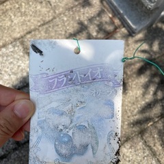 オリーブの木の画像