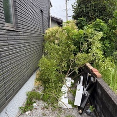 シマネトリコ　伐採済み　