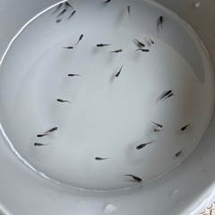 めだか　ミックス⑤