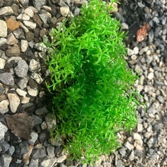 水槽人工水草の画像