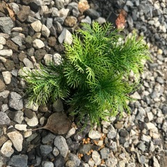 水槽人工水草の画像