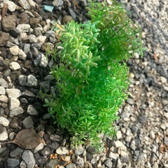 水槽人工水草の画像