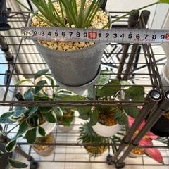 観葉植物シンゴニウムミルクコンフェッティー鉢植えの画像
