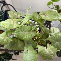 観葉植物シンゴニウムミルクコンフェッティー鉢植えの画像